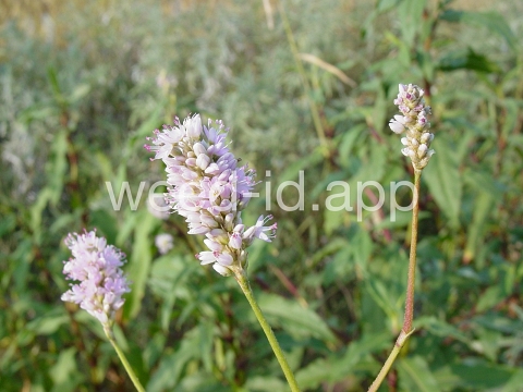 smartweed, water